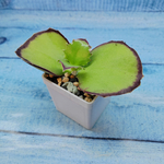 Kalanchoe Synsepala (Каланхоэ)