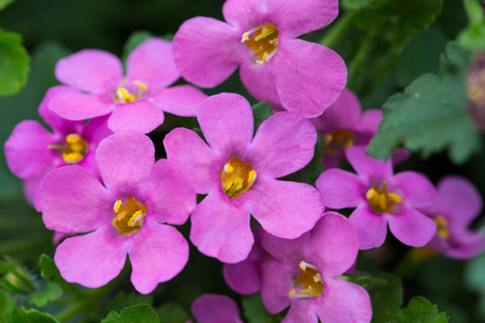 ЕВРО Bacopa monnieri EPIC Pink неукор черенок конец ноября 2025
