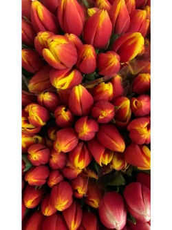 Тюльпаны,луковицы сорт Денмарк, Микс (4штуки)