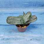Gasteria Gracilis variegata (Гастерия)