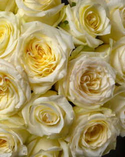 Букет из 25 пионовидных роз (Канделайт 50 см) *