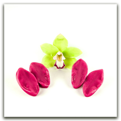 Орхидея цимбидиум