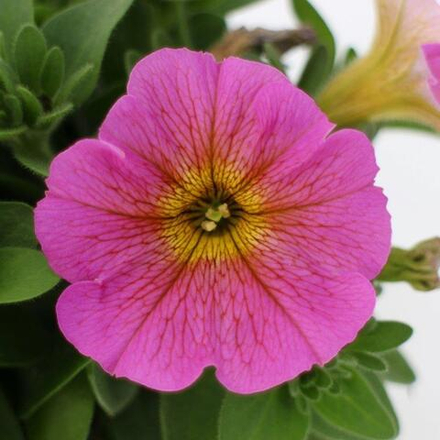ЕВРО Petchoa BEAUTICAL Sunray Pink неукор черенок ноябрь 2025