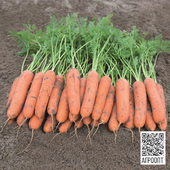 Ньюкасл F1 семена моркови нантской (Bejo / Бейо)