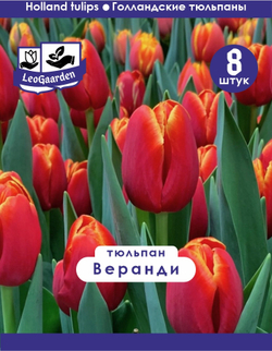 Тюльпан Луковица, Веранди, 8шт