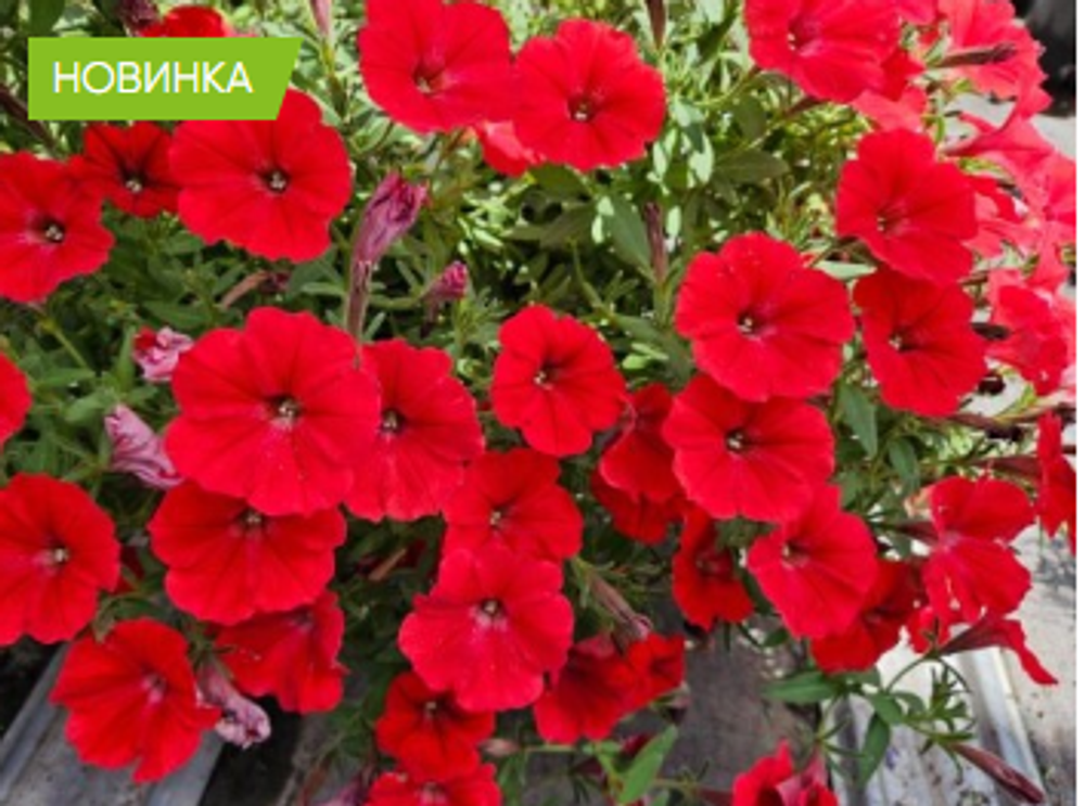 Петуния Vista Strawberry ЕВРО укорененный черенок ФЕВРАЛЬ 26