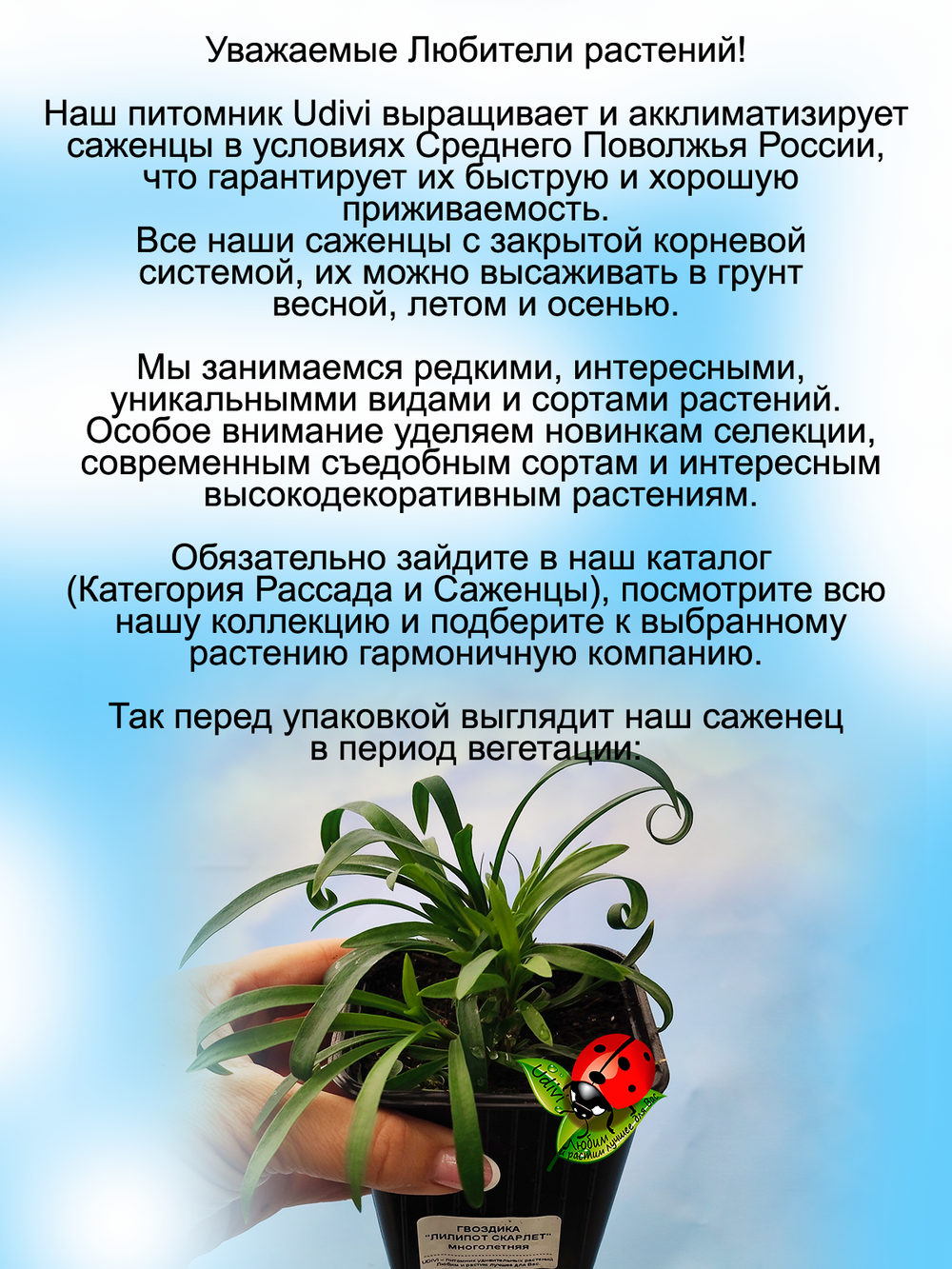 Гвоздика Лилипот Скарлет многолетняя, зимующая