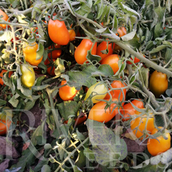 Томат Тейсти Голд F1 (50шт) Витагрин Профи