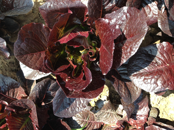 Туринус семена салата ромэн (Rijk Zwaan / Райк Цваан) в поле – фото 6