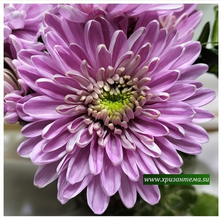 Хризантема крупноцветковая Rossano dark /о.105 /поставка весна 2026г/