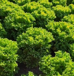 ФРИЛЛИС семена салата (Seminis | Alexagro)