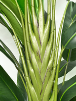 Равенала Тревел 160 см