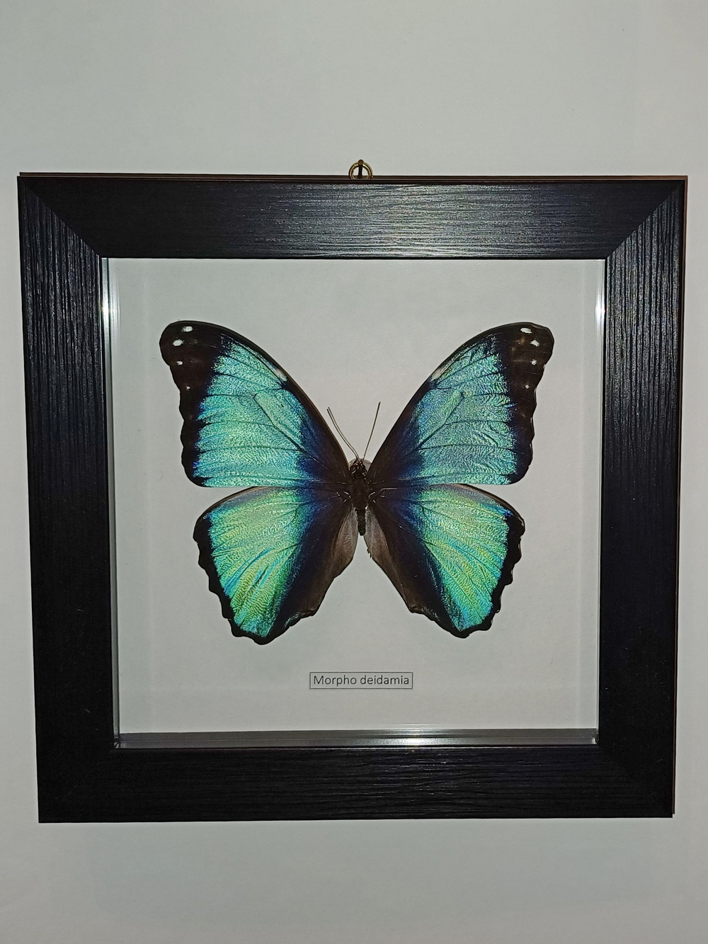 Бабочка Morpho deidamia самец в рамке