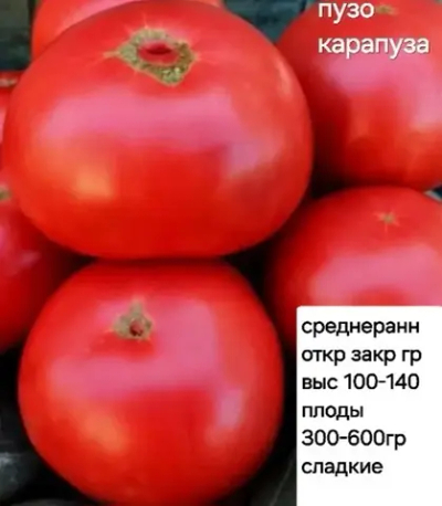 ПУЗО КАРАПУЗА