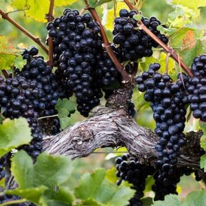 Пти Вердо (Petit Verdot) - черный сорт винограда