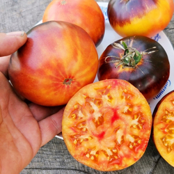 Помидоры Любовное Наслаждение от Близости при Свете Дня - Afternoon Delight Tomato