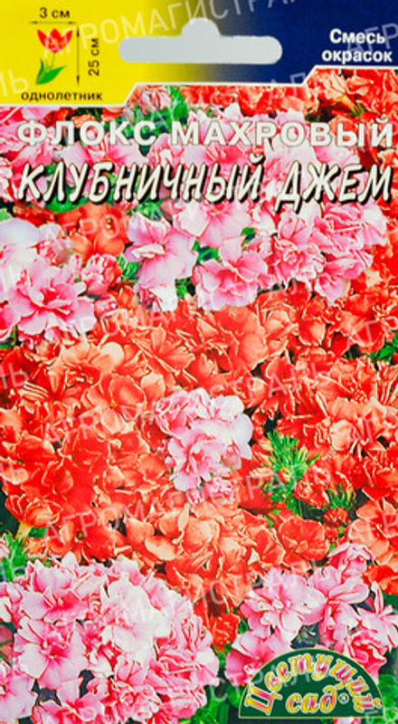 Флокс Клубничный джем Цветочный сад Ц
