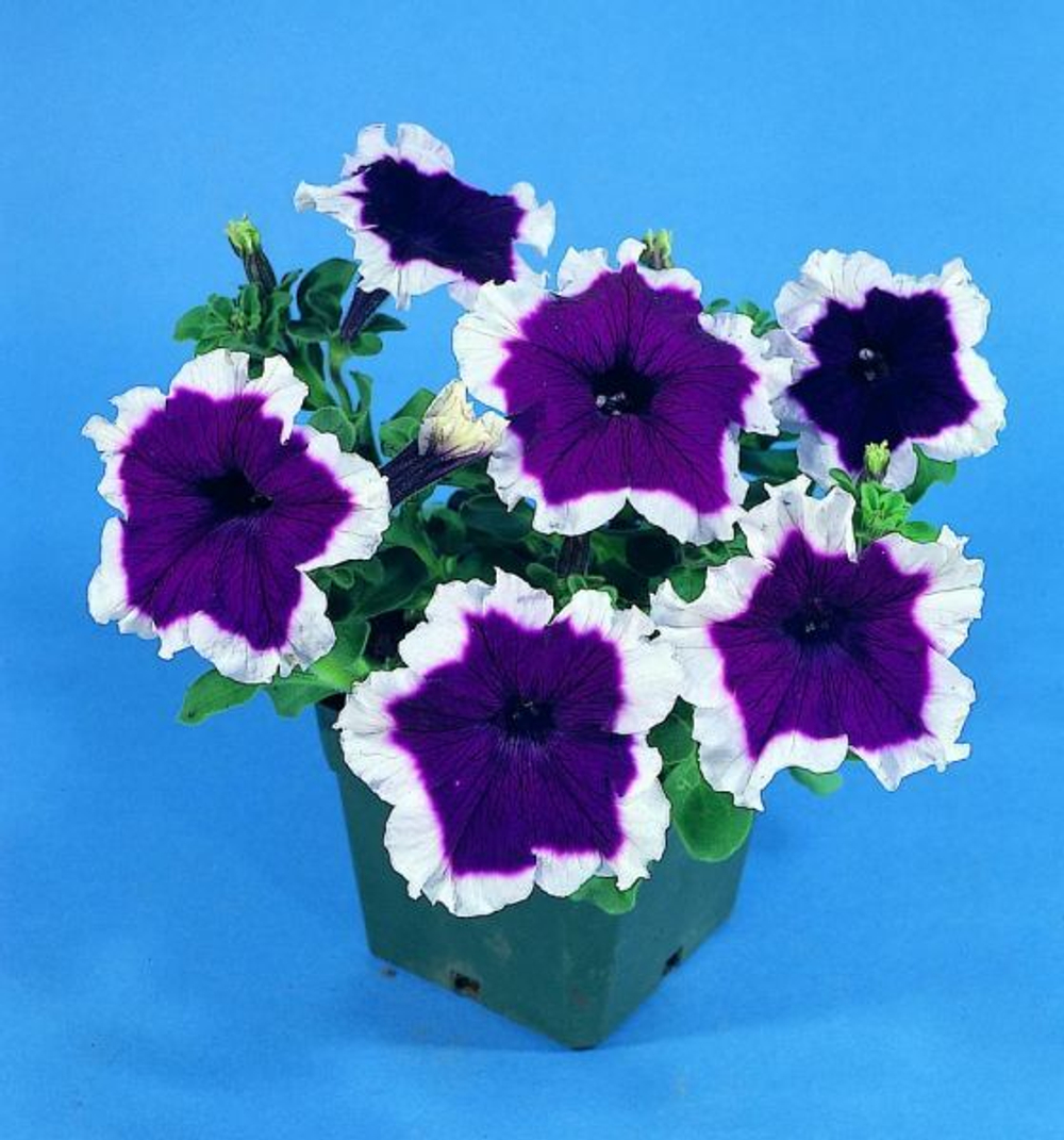 Петуния грандифлора Хулахуп Блю (1000др) Витагрин Профи