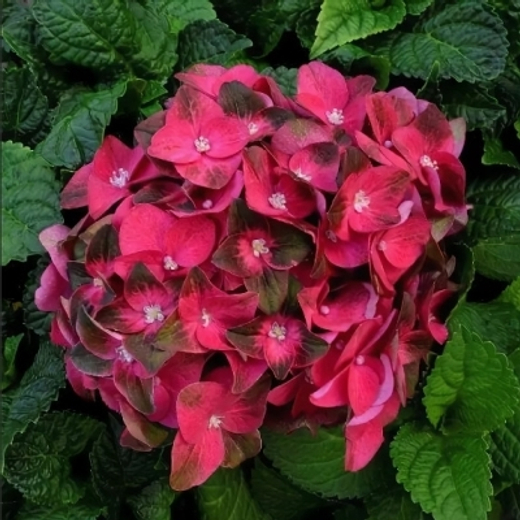 Гортензия крупнолистная Мэджикал Руби Тьюздей С2 Закупка М31 апрель 2026