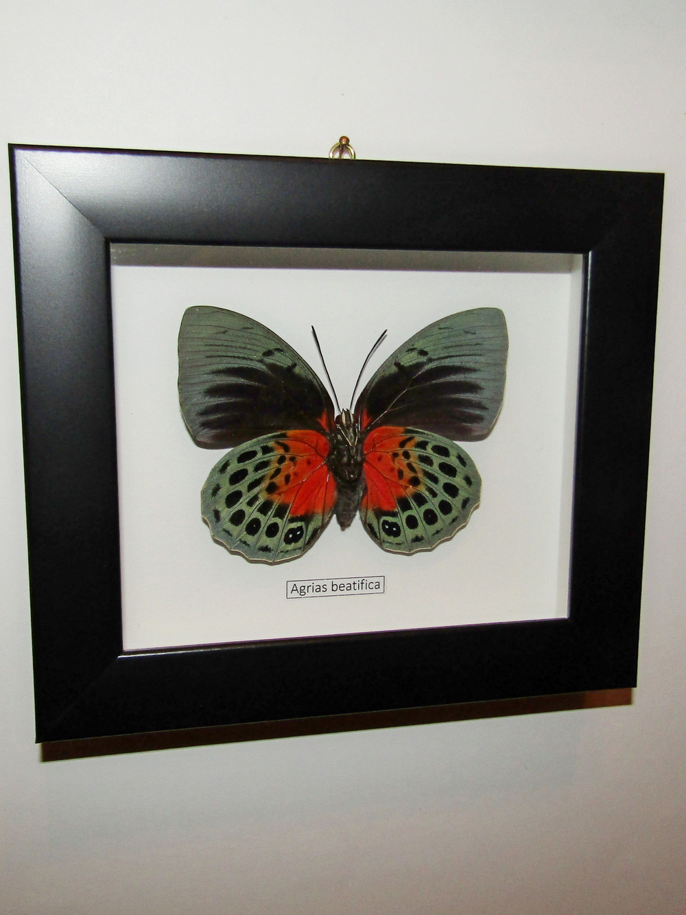 Бабочка Agrias beatifica в рамке