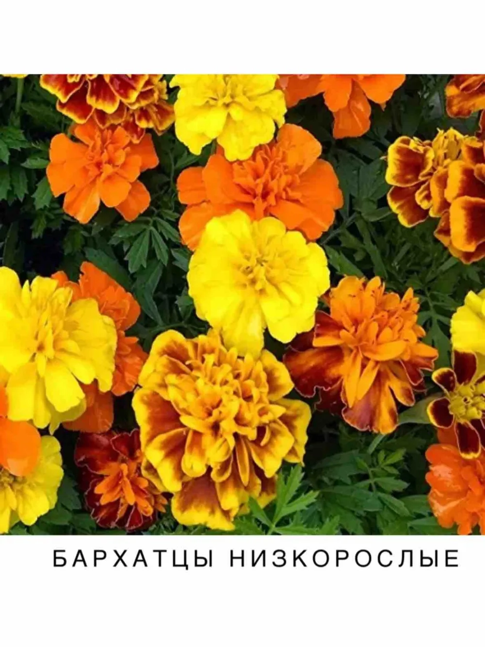 Бархатцы , семена 30шт