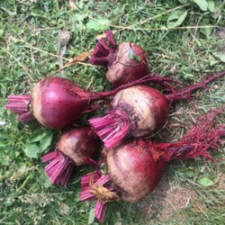 Свёкла варёная