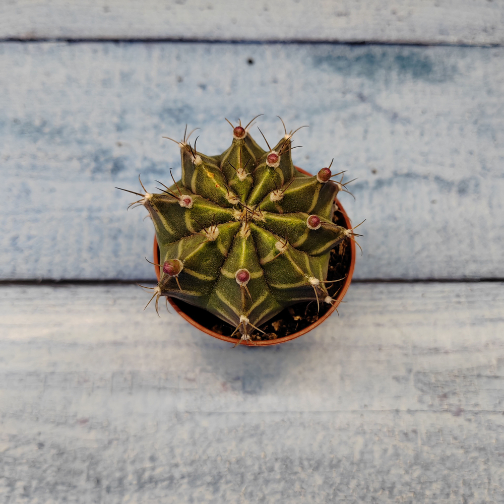 Gymnocalycium Friedrichii (Гимнокалициум)