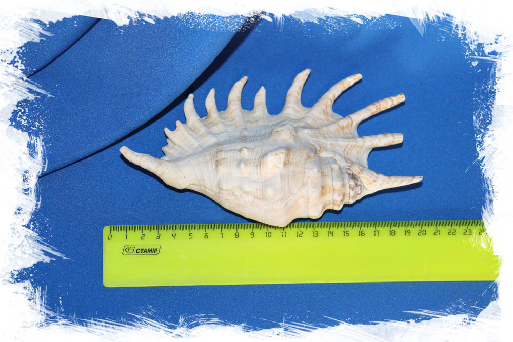 Раковина Ламбис миллипеда (Lambis millepeda) размер