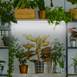 Фитолампа для растений светодиодная ЭРА FITO-18W-Ra90-Т8-G13-NL полного спектра 18 Вт Т8 G13