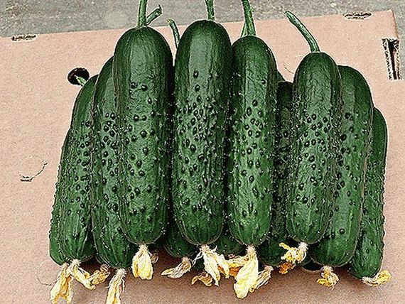 СПИНО F1 семена огурца партенокарпического (Syngenta) купить