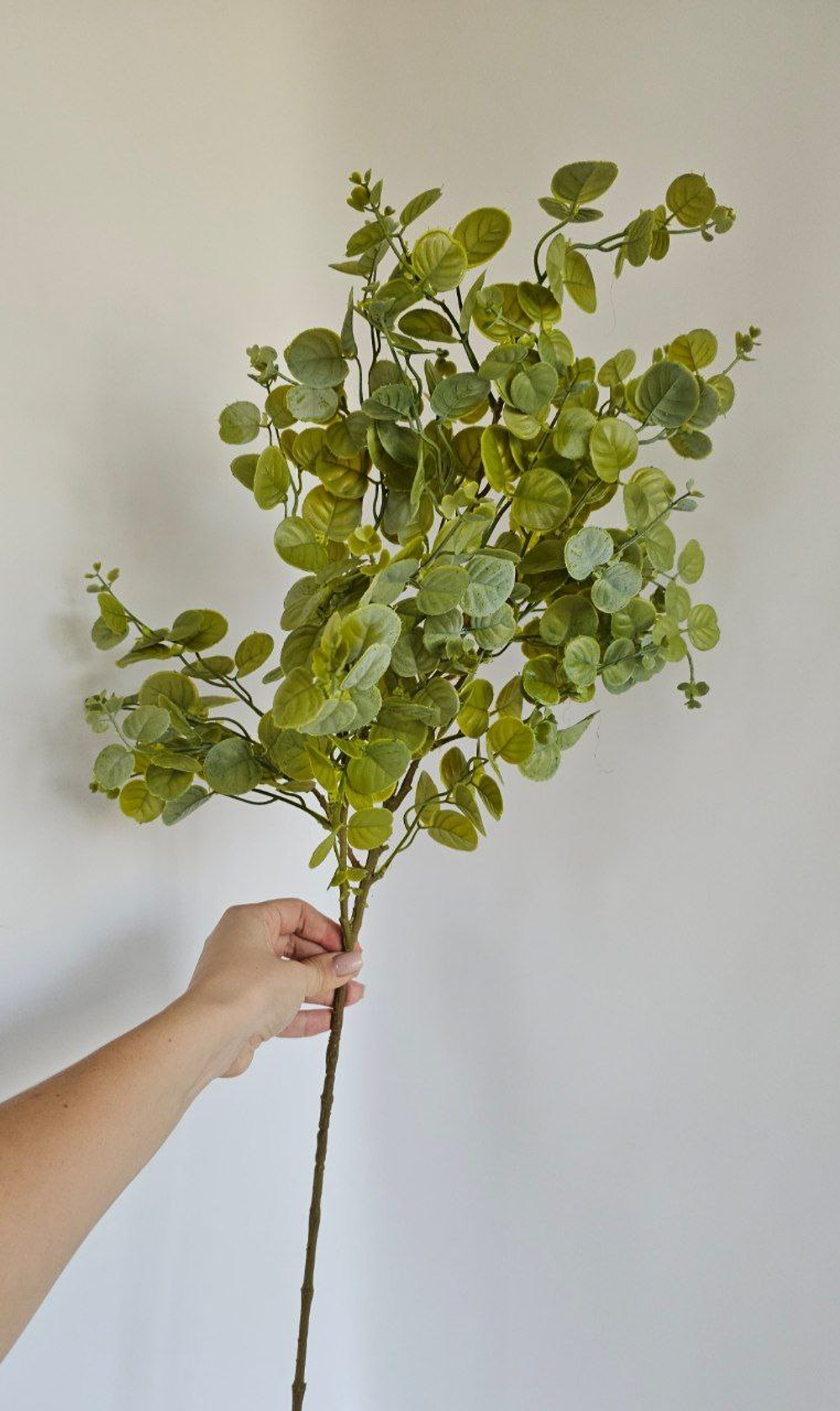 Эвкалипт / Арт 5135