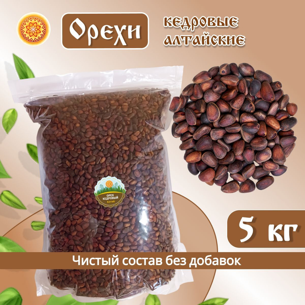 Орех кедровый Алтай.