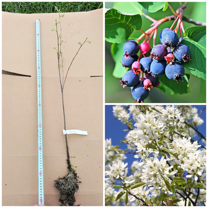 Ирга Балерина