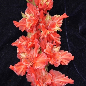 Гладиолус крупноцветковый Чеширский Кот