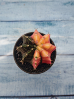 Gymnocalycium Variegata (Гимнокалициум Вариегатный)
