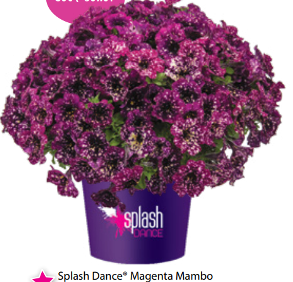 ЕВРО Петуния Splash Magenta Mamboo ОКС укорененные черенки В наличии