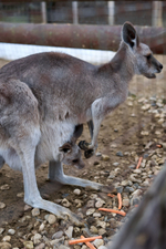 Праздник в стиле Гжель