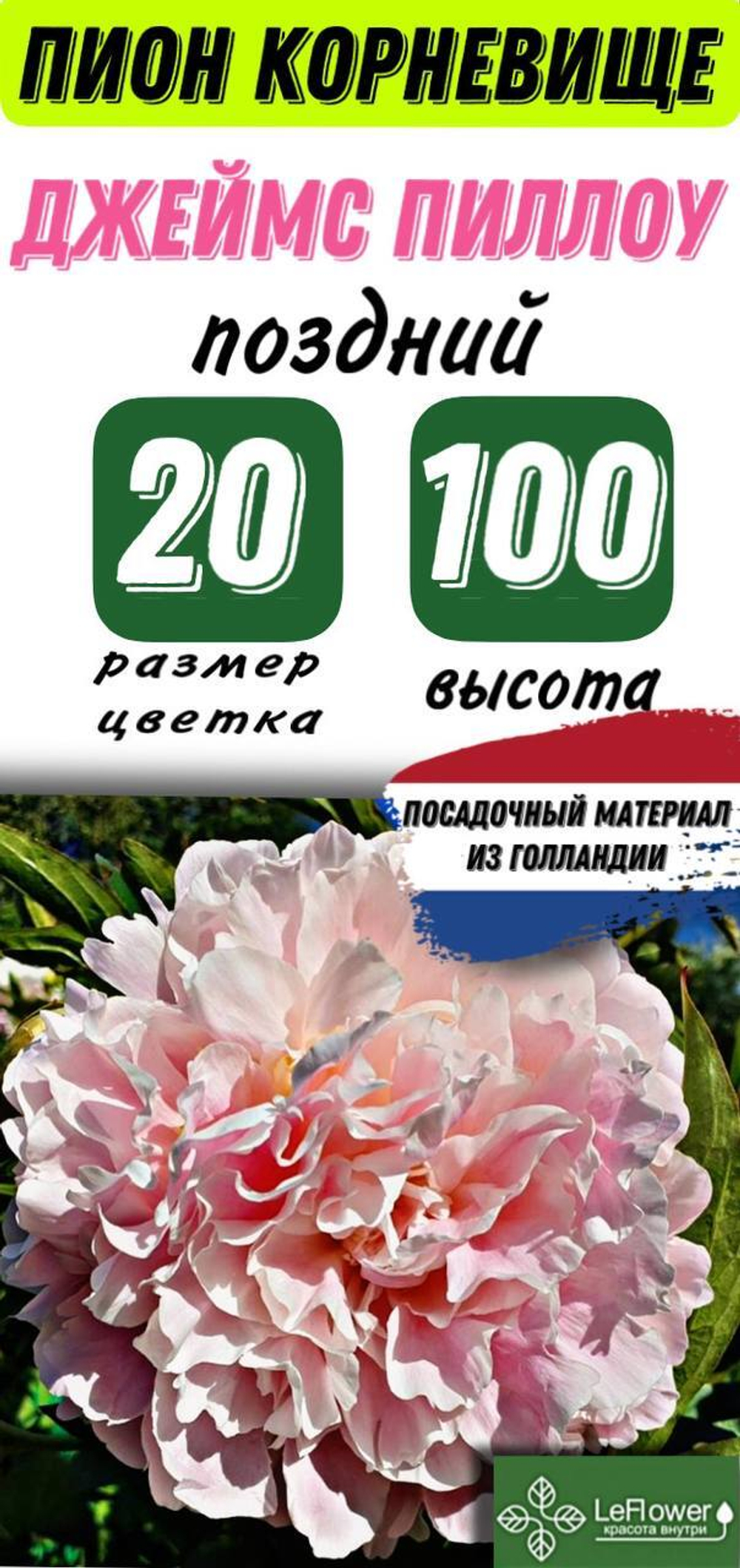 Пион Корневище, Джеймс Пиллоу, 1-3почки, 1шт