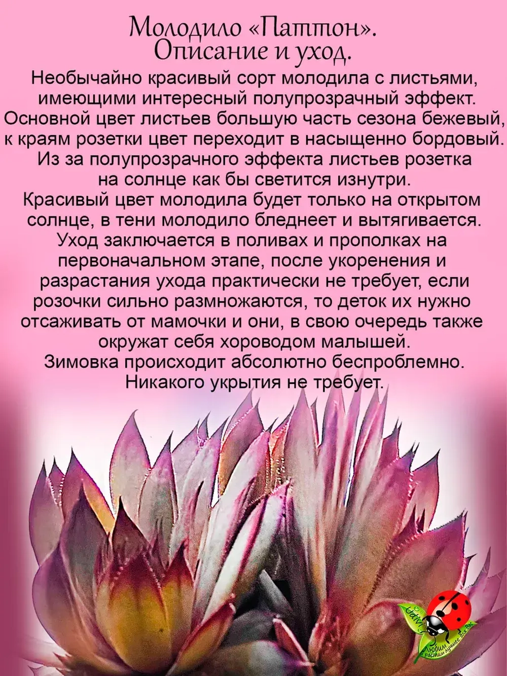 Молодило Паттон бежево-бордовое