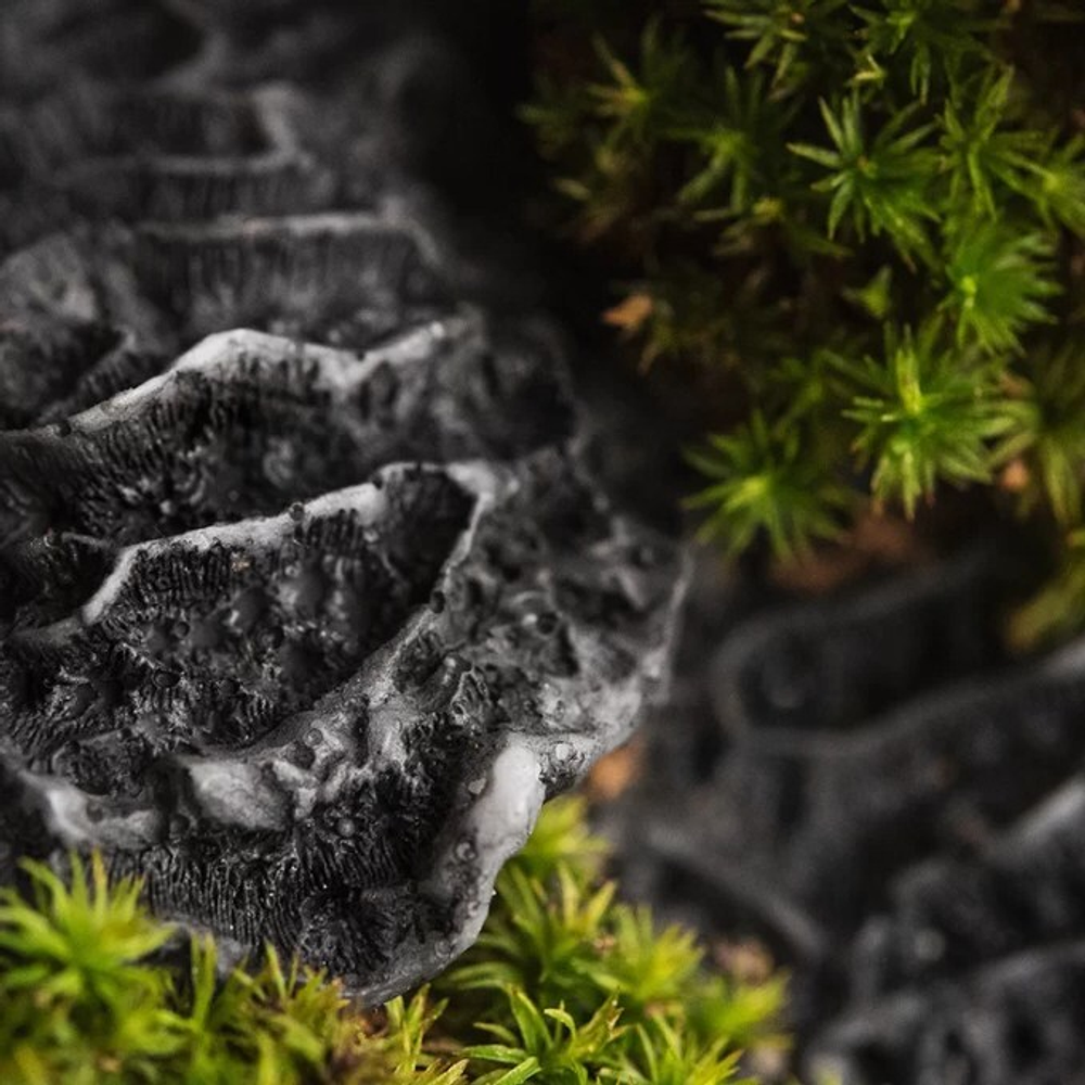 Отдушка CS - Черный Коралл и Мох (Black Coral and Moss)