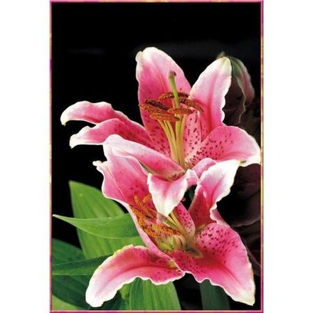 Лилии 134x196 см, люкс