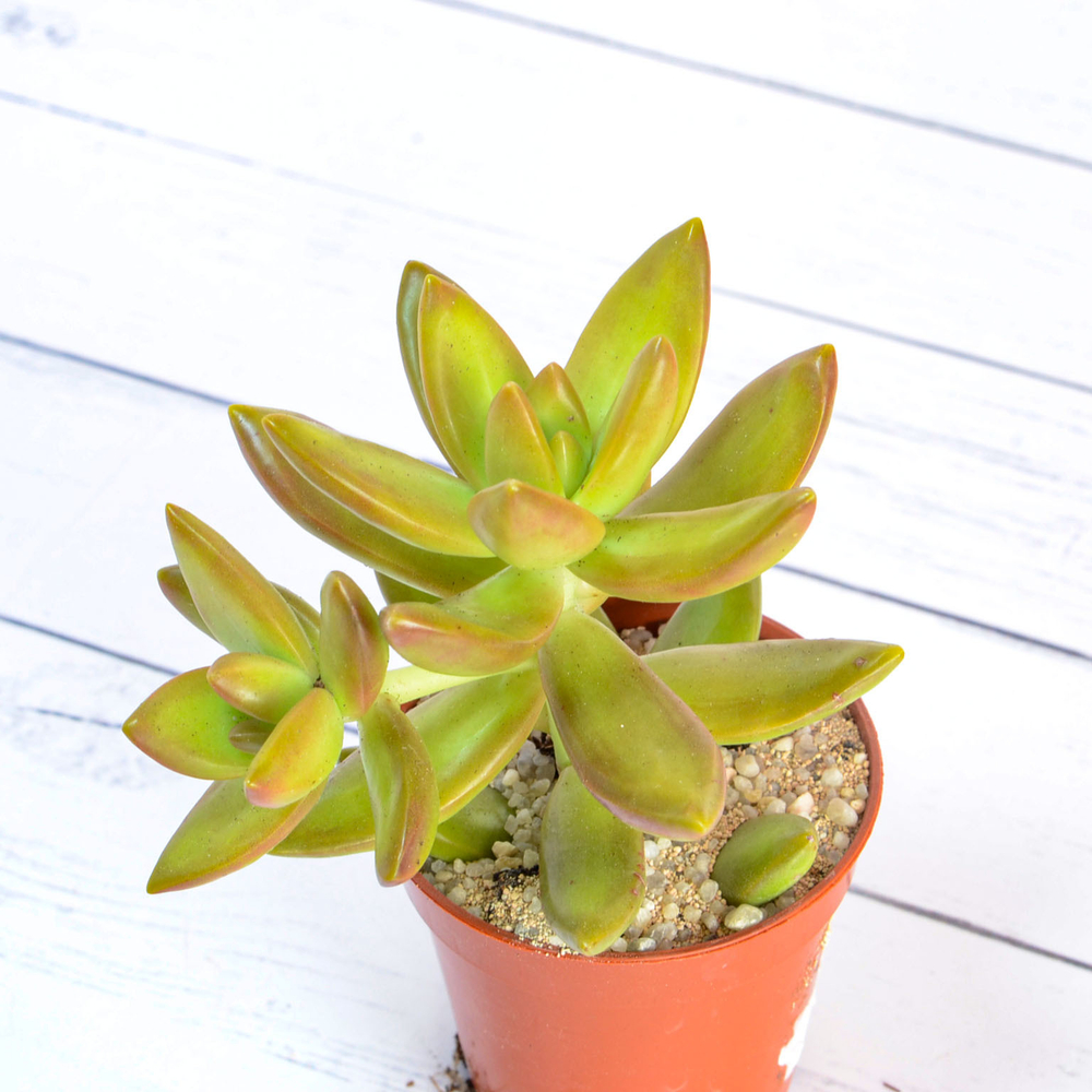 Sedum Nussbaumerianum (Седум)