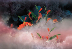 Коллекция Flower Dreams