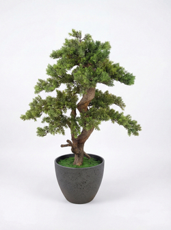 Бонсай Кедр 65см в кашпо Лофт Нео