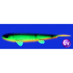 Слаг силиконовый Vido Craft Sebastian (20см / 8"), 2шт