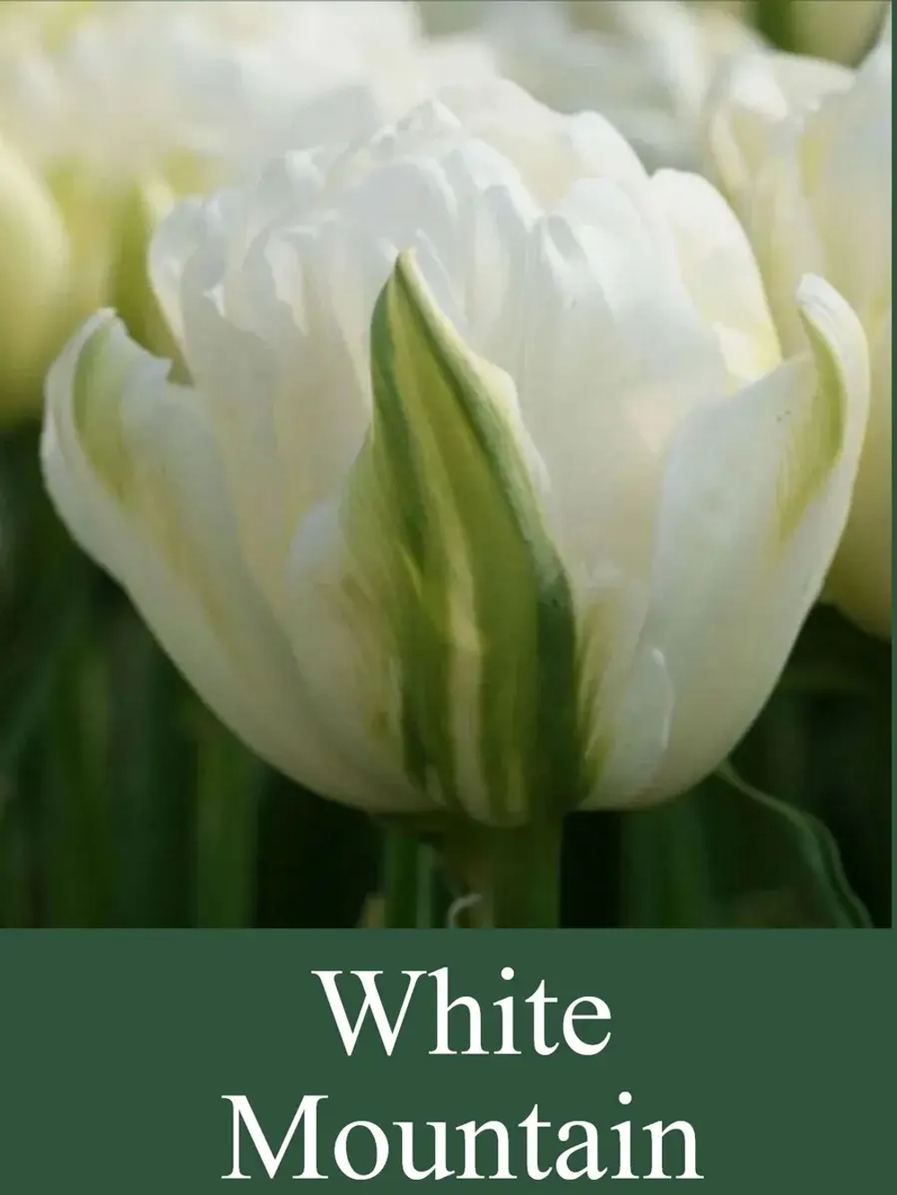 Тюльпаны White Mountain 4 шт, набор луковиц