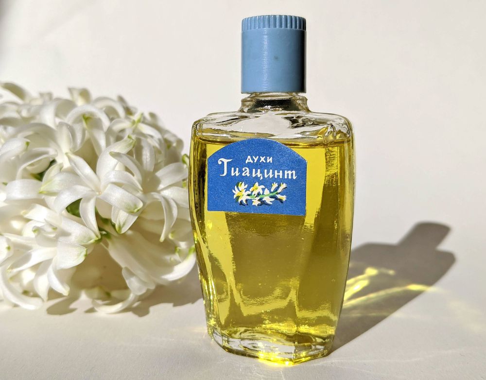 Severnoye Siyanie Hyacinth Гиацинт