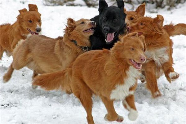 Новошотландский ретривер