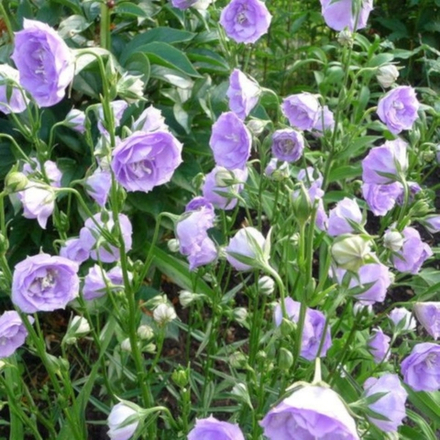 Колокольчик персиколистный Ла Белло С2